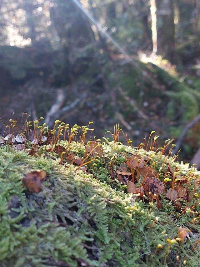 Nelson Lakes National Park ๐๏ธ Nelson Lakes National Park ๐๏ธ