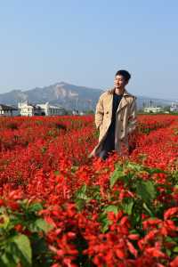 Zhongshe Flower Market in Taichung, Taiwan