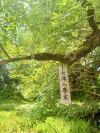 東京｜東京最美的清澄庭園 三菱創辦人的插柳成蔭