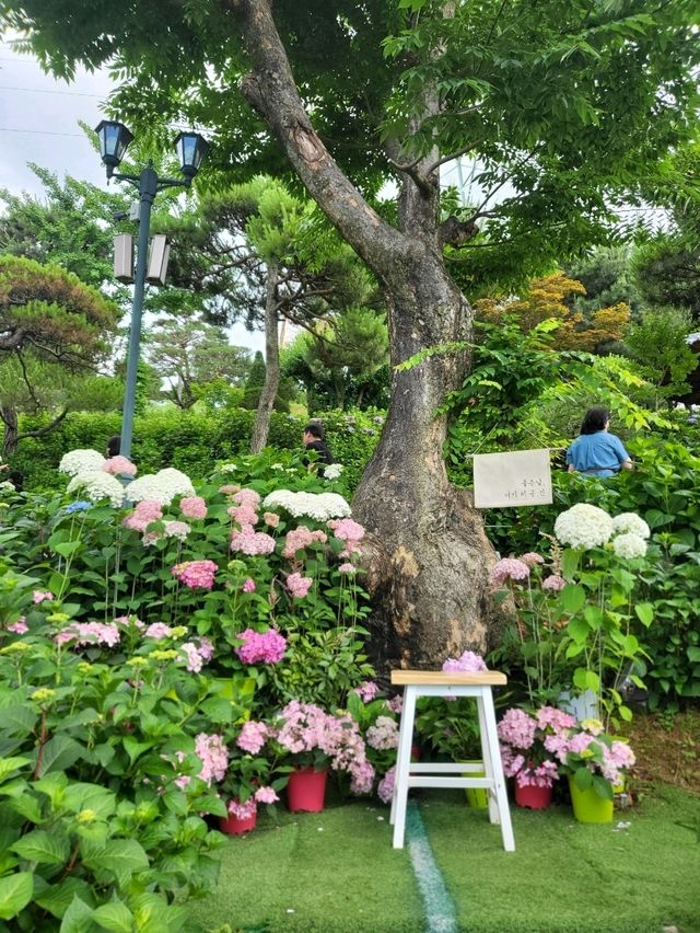 청주 최대규모 꽃동산이 있는 민간정원카페