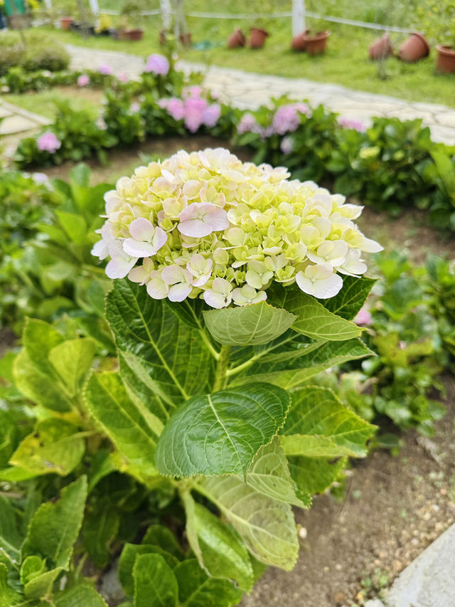 Cow Walks & Flower Blooms: A Hidden Gem at Desa Farm