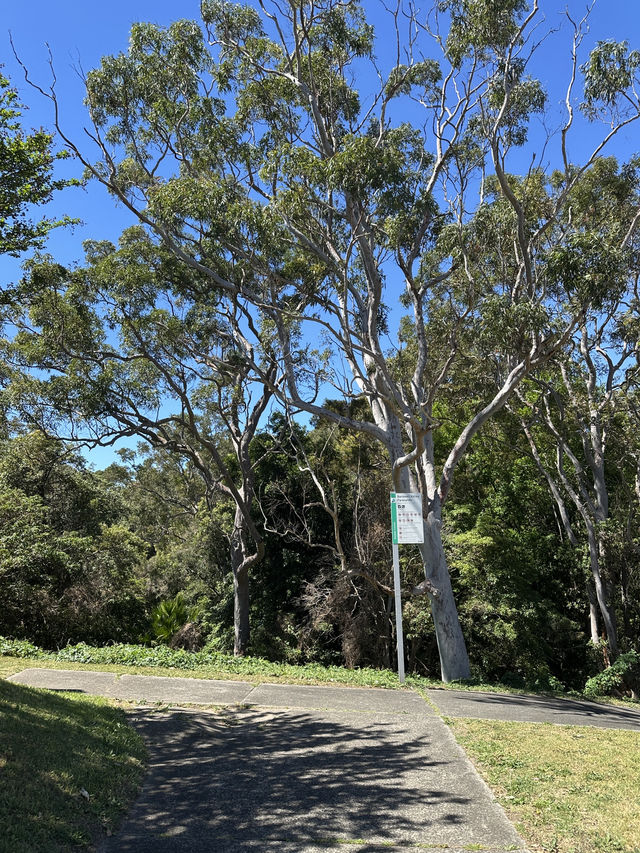 🌳 探訪「總理森林步道Prime Ministers’ Walk」：城市中的森林漫遊