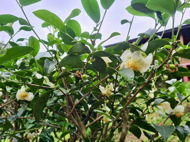 ไร่ชาลุงเดช เชียงใหม่ 🍵🌿🍃