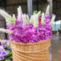 Mae Rim Flower Power: Hydrangea Selfie Spots & Insta Garden Magic 🌸🌦️