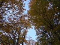 圓山公園秋日散步 北海道神宮