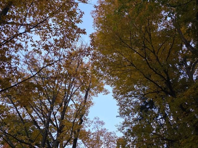 圓山公園秋日散步 北海道神宮