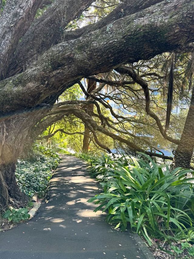 A Peaceful Green Escape in the Heart of Auckland