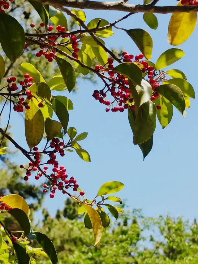 韓國🇰🇷翰林公園