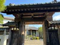 🌿 長谷寺:鎌倉的心靈避風港