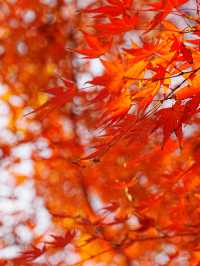 【拙政园】蘇州の秋を象徴するような🍁穏やかで美しい時間でした🍁