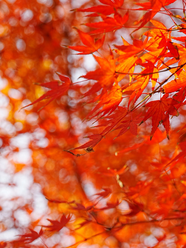 【拙政园】蘇州の秋を象徴するような🍁穏やかで美しい時間でした🍁 【拙政园】蘇州の秋を象徴するような🍁穏やかで美しい時間でした🍁