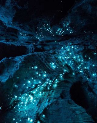 Enchanting Blue Glow Worm Night Tour in Springbrook