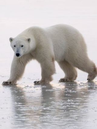 Eye to Eye with an Arctic Legend: My Churchill Polar Bear Encounter