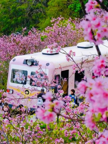 2026 Recommended Cherry blossom viewing in Shenzhen (Updated July