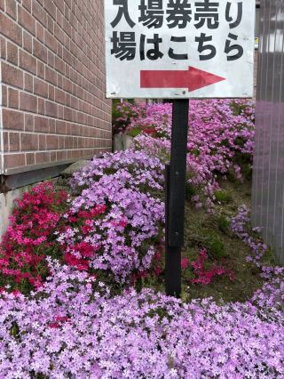 🌺 Higashimokoto Shibazakura Park, Hokkaido, Japan 🇯🇵

One of the largest seas of pink moss in Japan.

🌺 Higashimokoto Shibazakura Park is one of the most beautiful flower gardens on Hokkaido Island and a dream destination for flower lovers from around the world. Every year during spring, an entire hillside is covered with over 100,000 square meters of Shibazakura, also known as Pink Moss, transforming the green space into a vibrant pink carpet as far as the eye can see.

The special feature of this park is the beautiful arrangement of the flowers on the undulating hills. When viewed from above, you see a gradient of dark pink, light pink, purple, and white, like a giant painting created by nature. Tourists can stroll along winding paths through the flower fields, breathing in the cool, pure Hokkaido air all day long.

During the Shibazakura blooming season, the park is filled with tourists, photographers, and nature lovers who come to admire the beauty that can only be seen for a few weeks each year. From the top of the hill, you can enjoy a panoramic view of the pink flower field stretching as far as the eye can see, a sight that impresses every visitor.

Besides flowers... The garden also features cafes, souvenir shops, and numerous relaxation spots, perfect for spending a full day amidst the beautiful nature. Walking through a sea of ​​pink Shibazakura flowers against a backdrop of a clear blue sky is a truly romantic and memorable experience.

📍 Must-see check-in points: 🌸 Pink Shibazakura hill 📸 Mountaintop viewpoint 🌿 Flower field walking path ☁️ Panoramic viewpoint 🌺 Shibazakura Festival

#Higashimokoto #Shibazakura #Hokkaido #JapanTravel #FlowerGarden #PinkMoss #BeautifulJapan #TravelPhotography #NatureLover #BucketList 🌺🌸🇯🇵📸✨🌿☁️💖🌷
