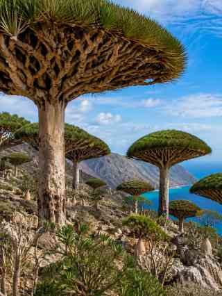 2026 Recommended Flower viewing in Yemen (Updated October)| Trip