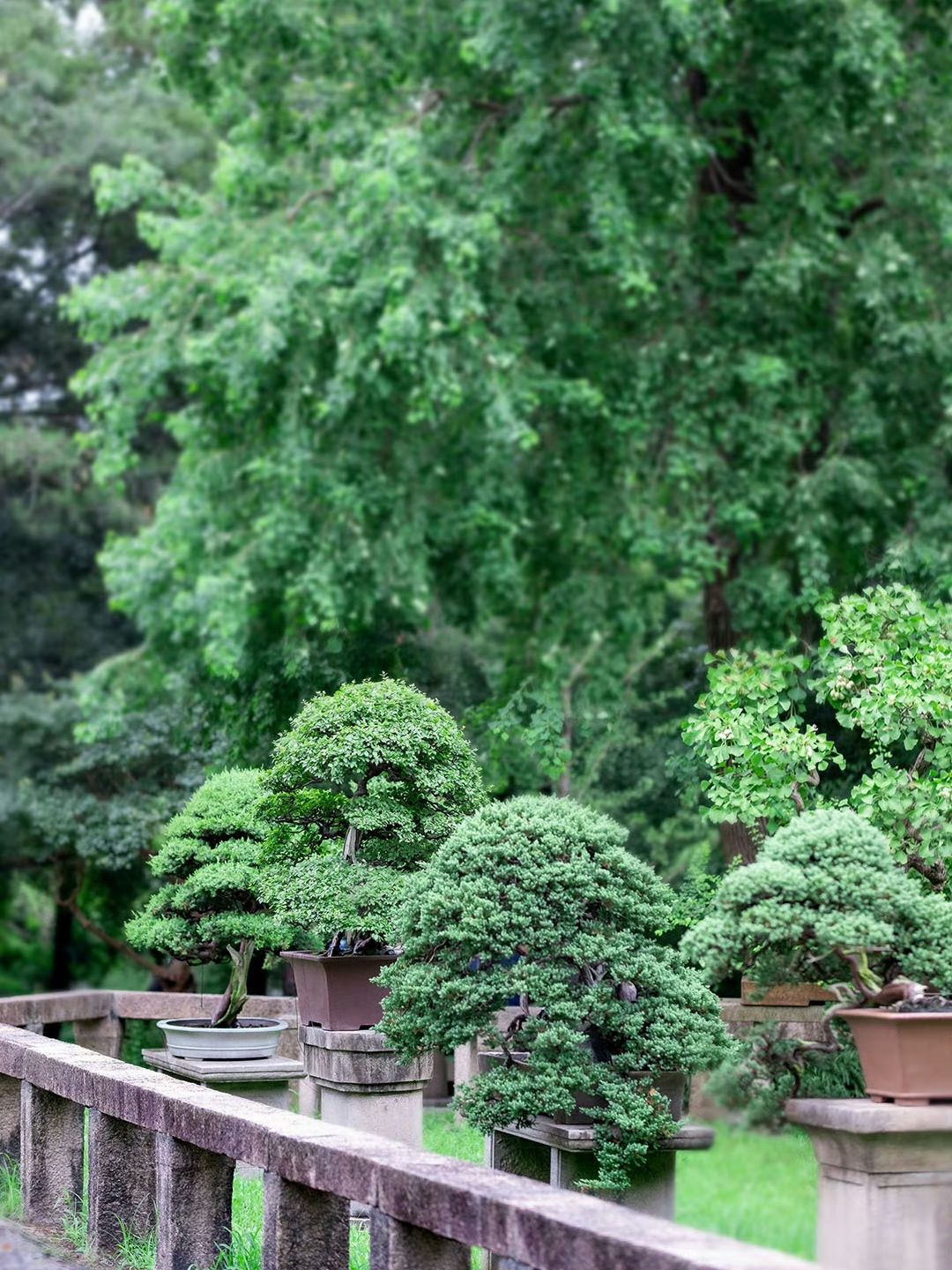 🌿 Half a Day in the Hills | A Quiet Afternoon at Tiger Hill