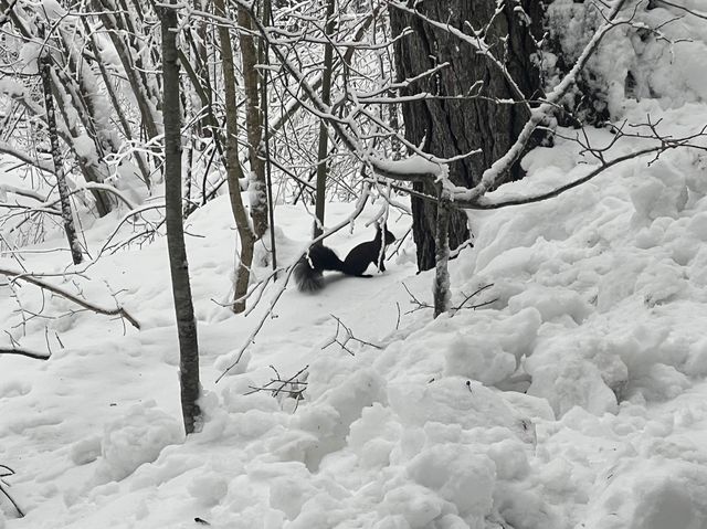 【雪化粧】プリトヴィツェ湖群国立公園