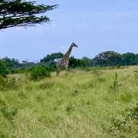 Saadani National Park - Tanzania 