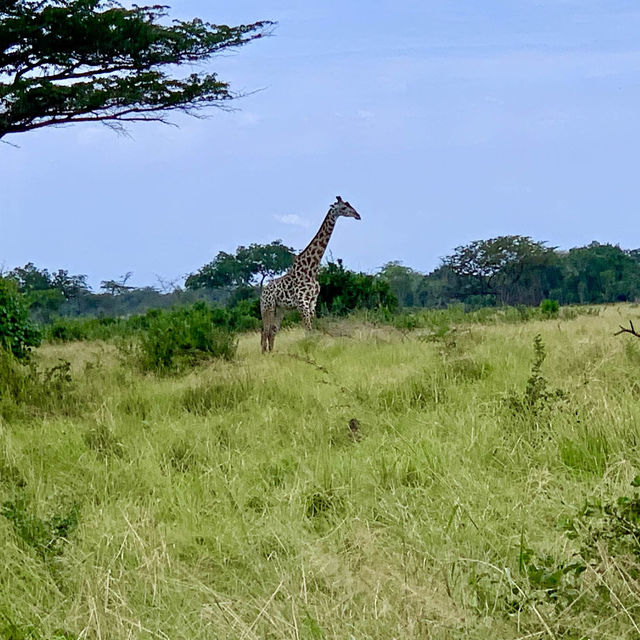 Saadani National Park - Tanzania 