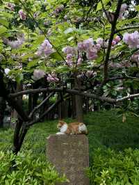 The BEST places to See Cherry Blossoms in Shanghai