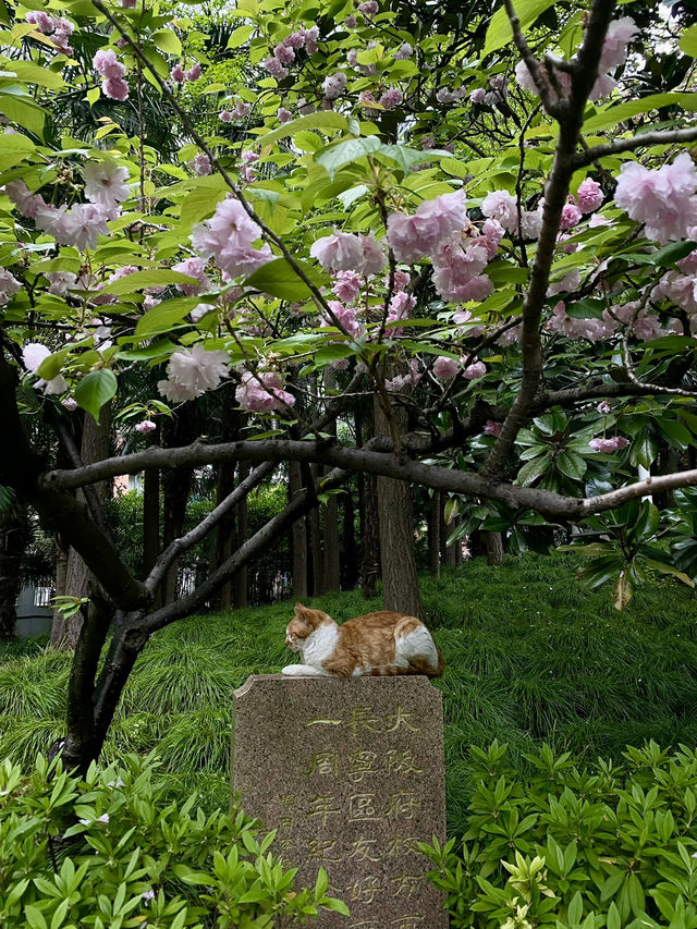 The BEST places to See Cherry Blossoms in Shanghai
