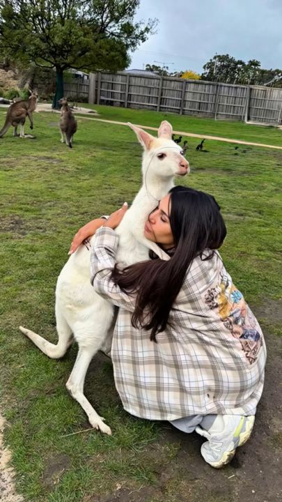 彼が私にキスしてくれた！😭🦘 オーストラリア🇦🇺で白いカンガルーに