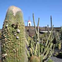 Jardin de Cactus 🇮🇨