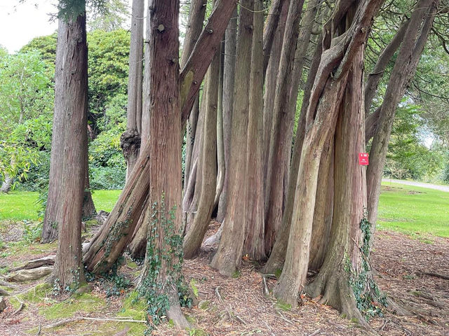 Powerscourt House & Gardens 🌴