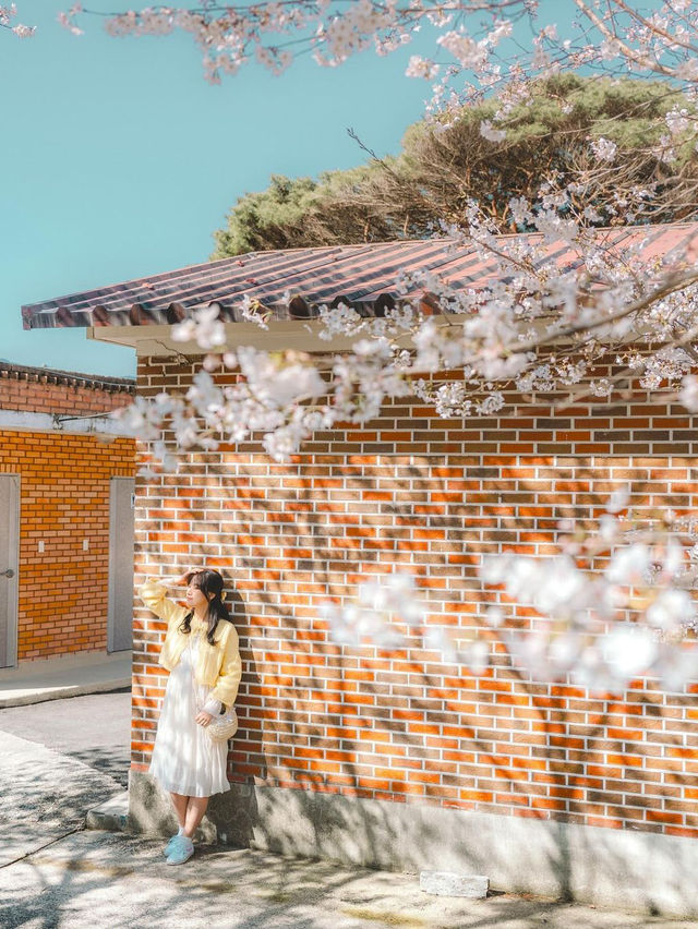 🌸 구례 산수유 마을 🌼