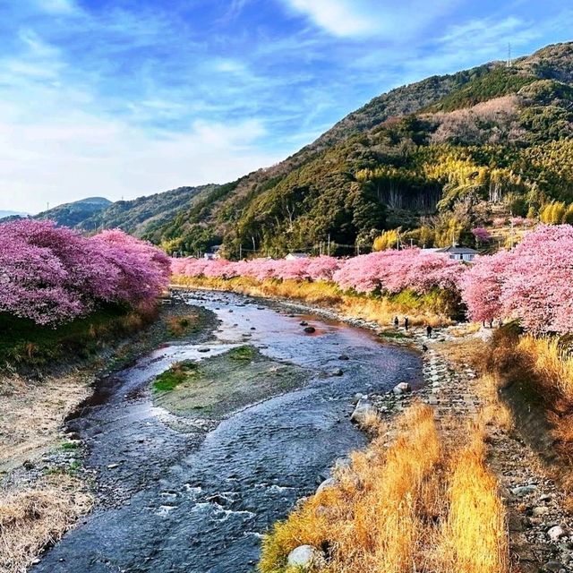 🌸河津賞櫻大道🌸超美賞櫻花熱點🌸