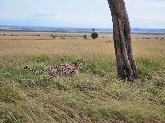 Maasai Mara is Carazy