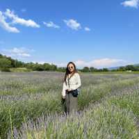 【💜普羅旺斯自駕遊】尋找薰衣草花田，七月中至八月頭最佳！