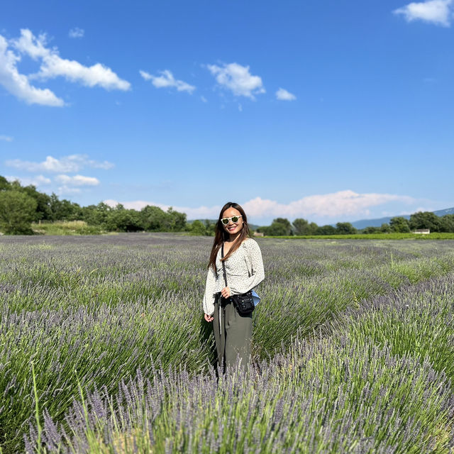【💜普羅旺斯自駕遊】尋找薰衣草花田，七月中至八月頭最佳！