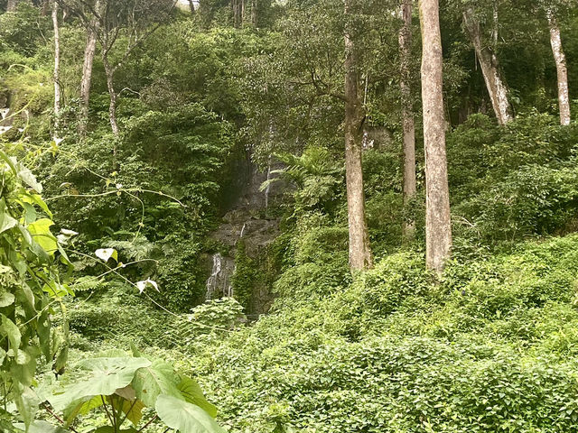 Tea Plantations of Munnar 