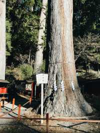 A Perfect Day Trip from Tokyo to Nikko