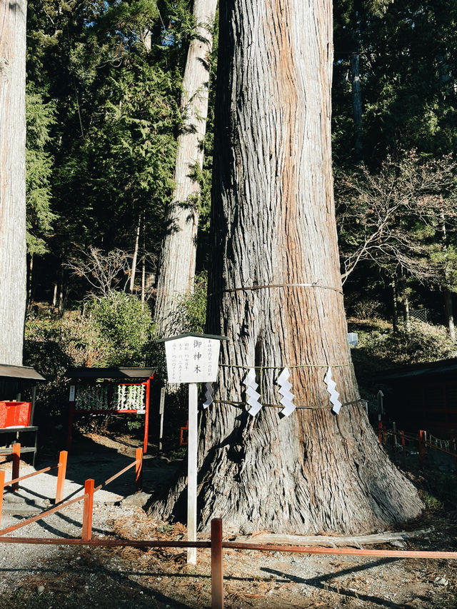 A Perfect Day Trip from Tokyo to Nikko