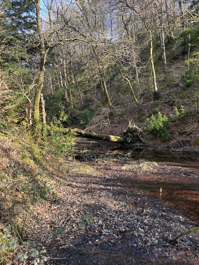 Into the woods