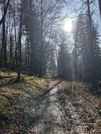 Into the woods