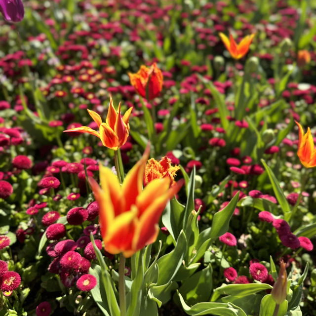 Spring into Bloom