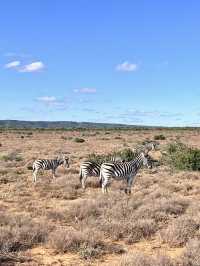 Addo Elephant National Park – Where Giants Roam Free 🐘