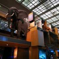 Exploring History and Heritage: A Journey Through Newcastle's Great North Museum