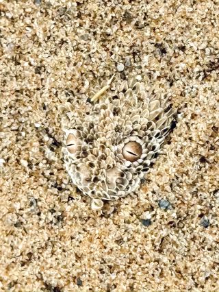 The Secret Life in the Desert — Living Desert Tour in Namibia 🏜️