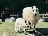 🐐 Hackney City Farm: A Slice of Countryside in the Heart of East London