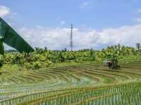 Jatiluwih - Tabanan