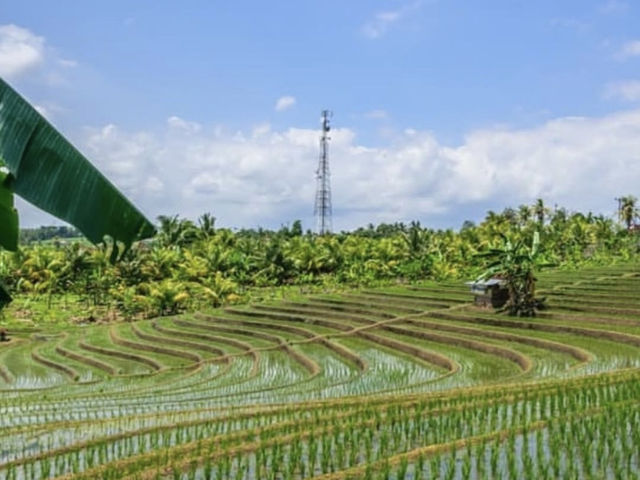 Jatiluwih - Tabanan