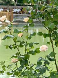 Springtime Magic at Lyabi Khause – Bukhara’s Heartbeat