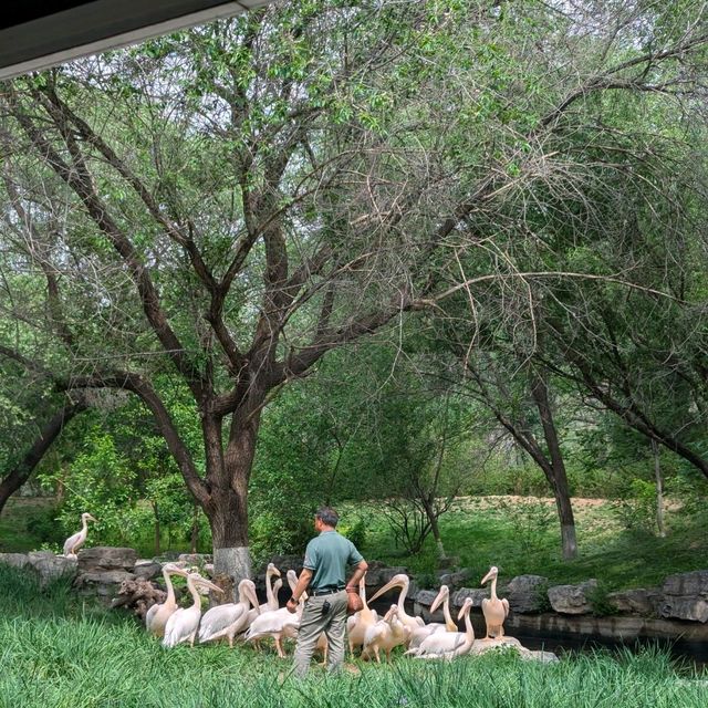 Beijing Wildlife Park from Daxing airport