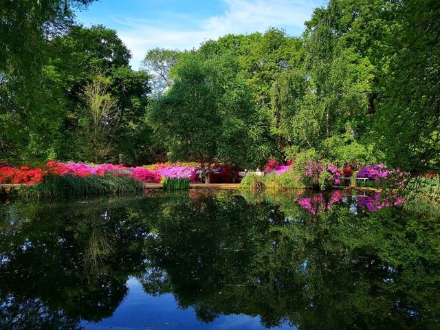 Whispers of Spring: A Stroll Through Isabella Plantation