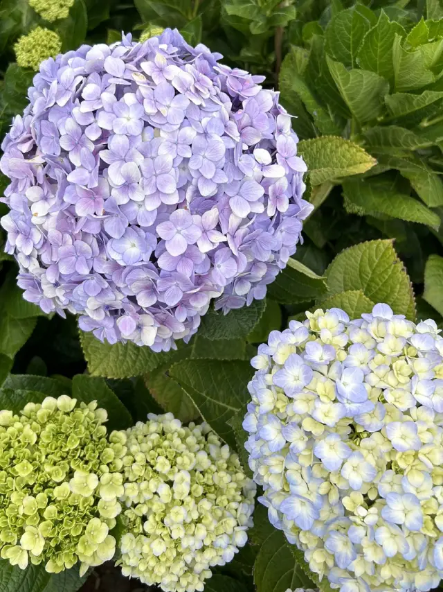 Blooming city 🇻🇳 